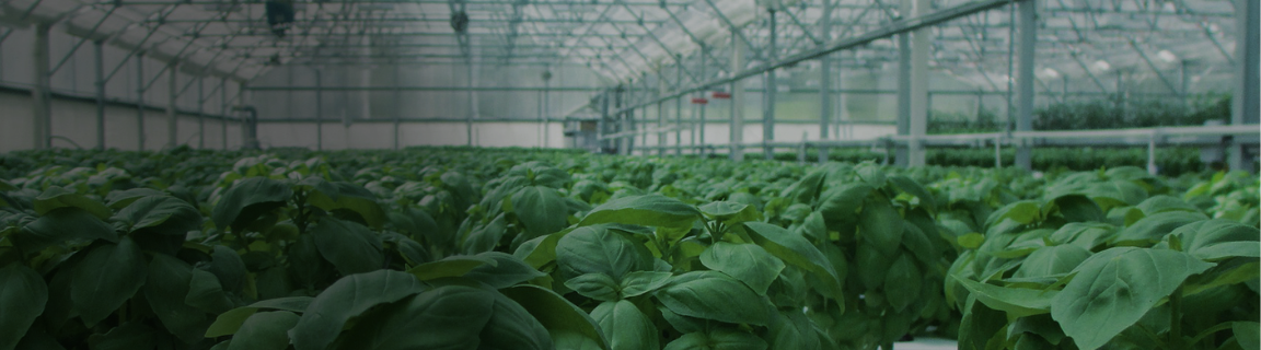 Copy of Global route to market.png