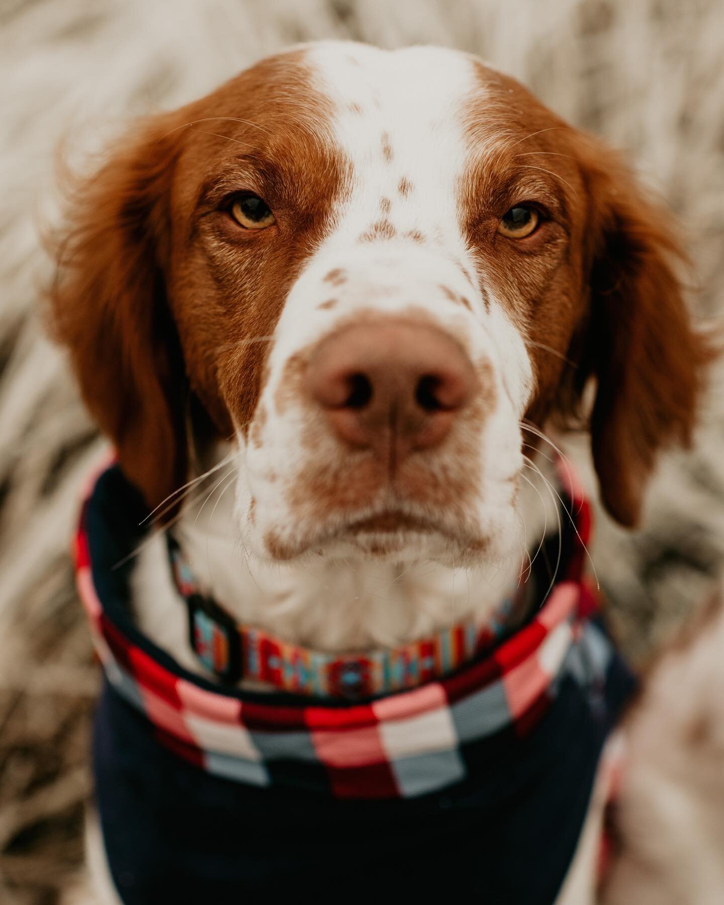 The boys are prepped for this winter storm. Hope everyone is staying safe and warm!!⁣
⁣
#brittanyspaniel #brittany #dogsofinstagram #dog #dogsofinsta #doglife #dogs #animal #animals #animalsofinstagram #winter #winterwonderland #cold #animalchiroprac