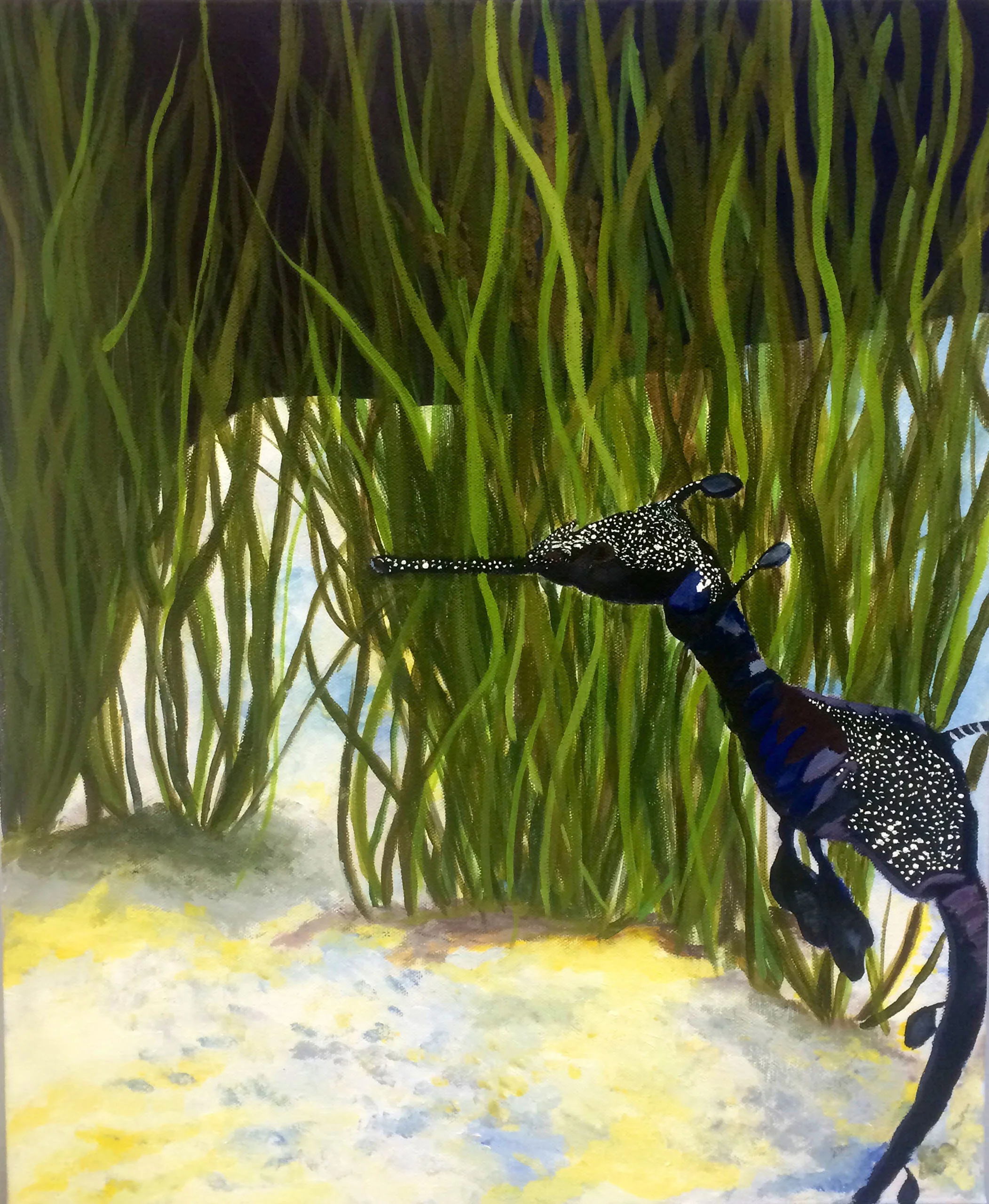 seahorse.jpg