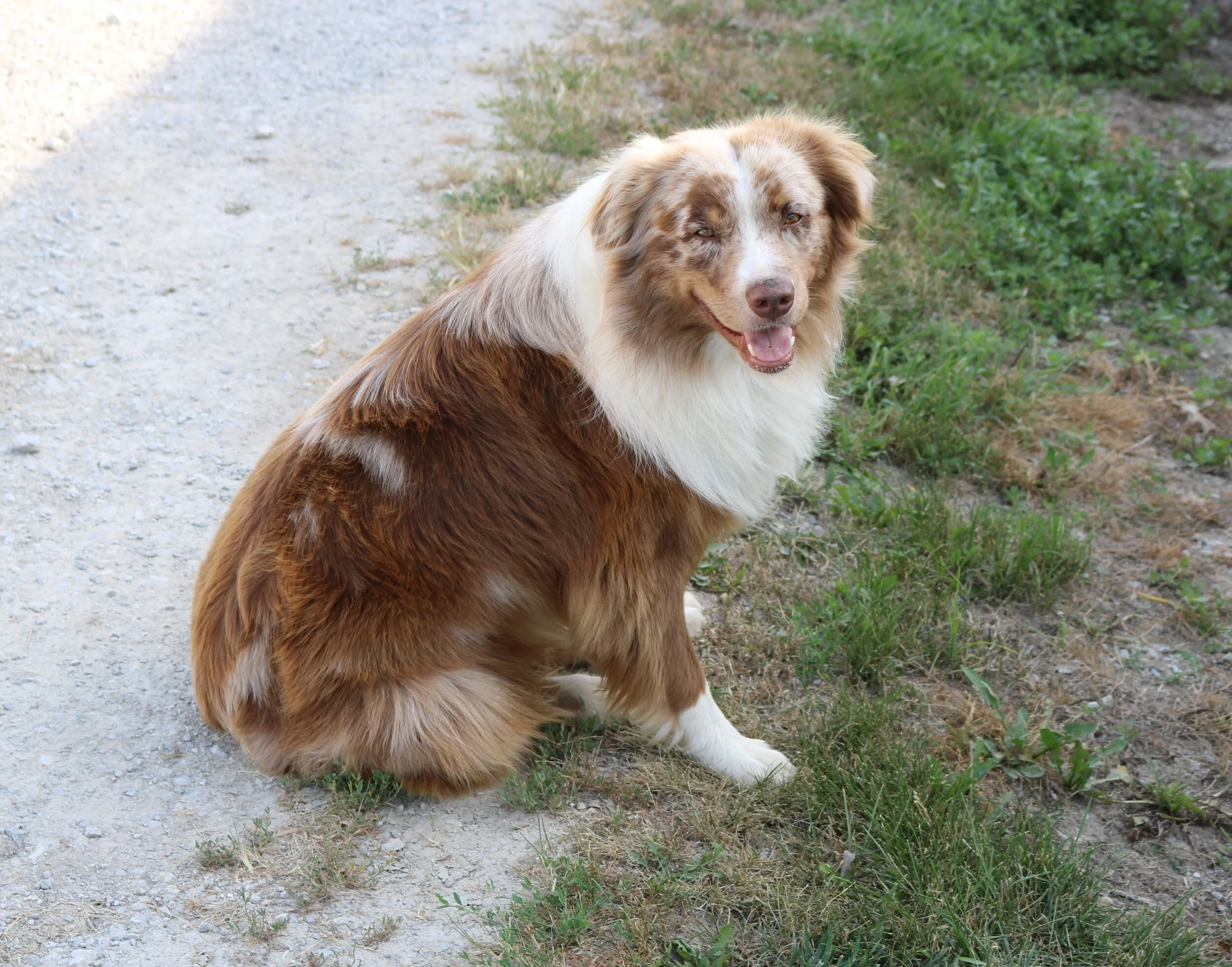 Australian Shepherd Dogs Diamond P Ranch