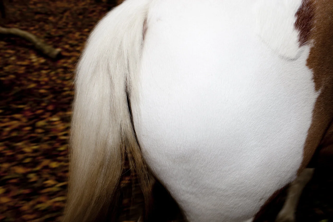MLP_30x45_09.jpg