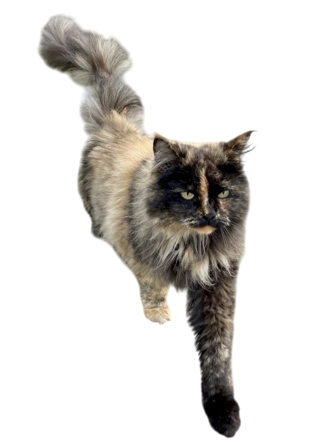 Eine langhaarige, schildpattfarbene Katze mit grünlichen Augen läuft auf weißem Hintergrund.