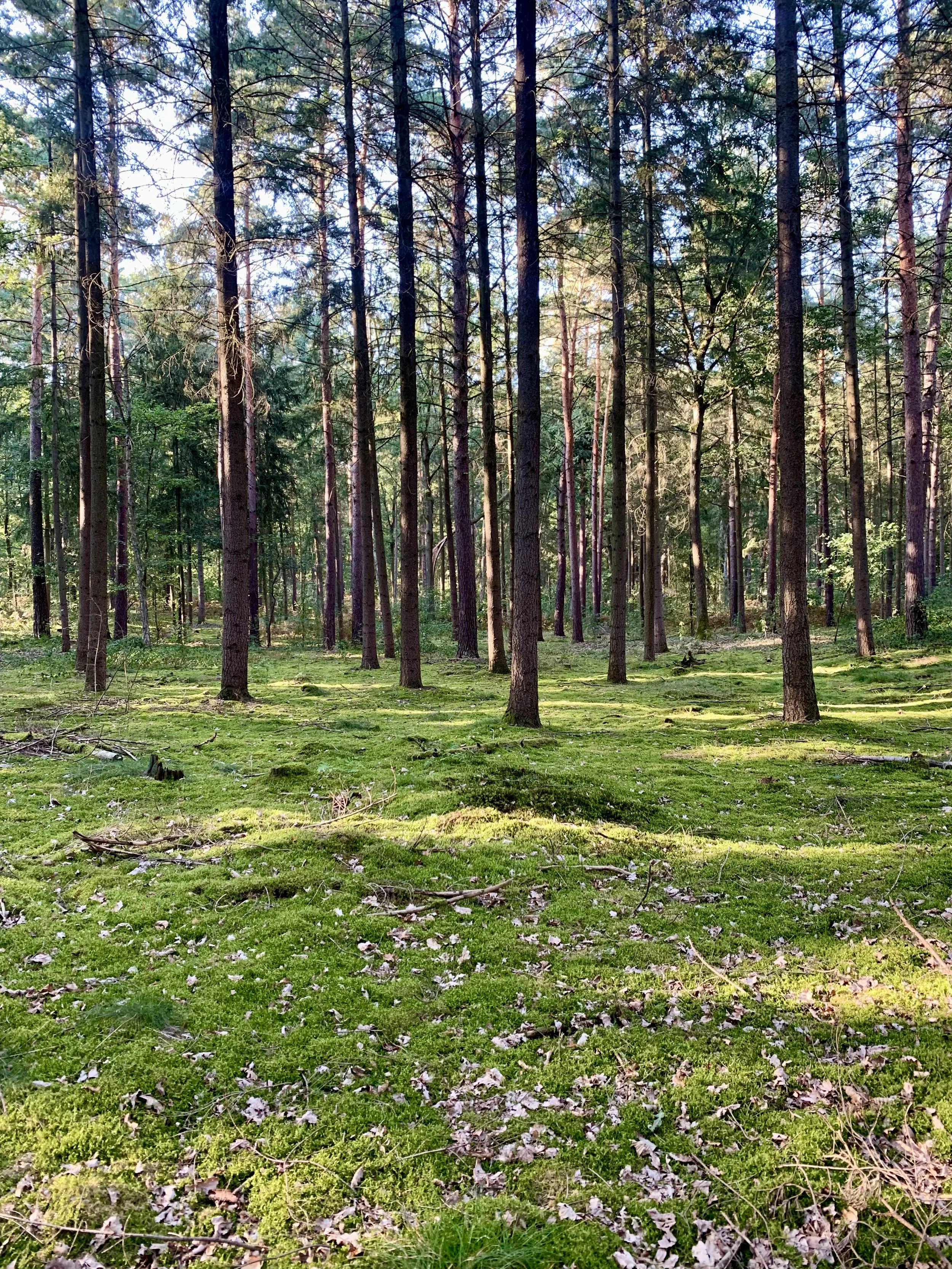 Ein sattgrüner Waldboden mit Moos und Blättern, umgeben von dünnen Baumstämmen und Blättern an den Bäumen bei Tageslicht.