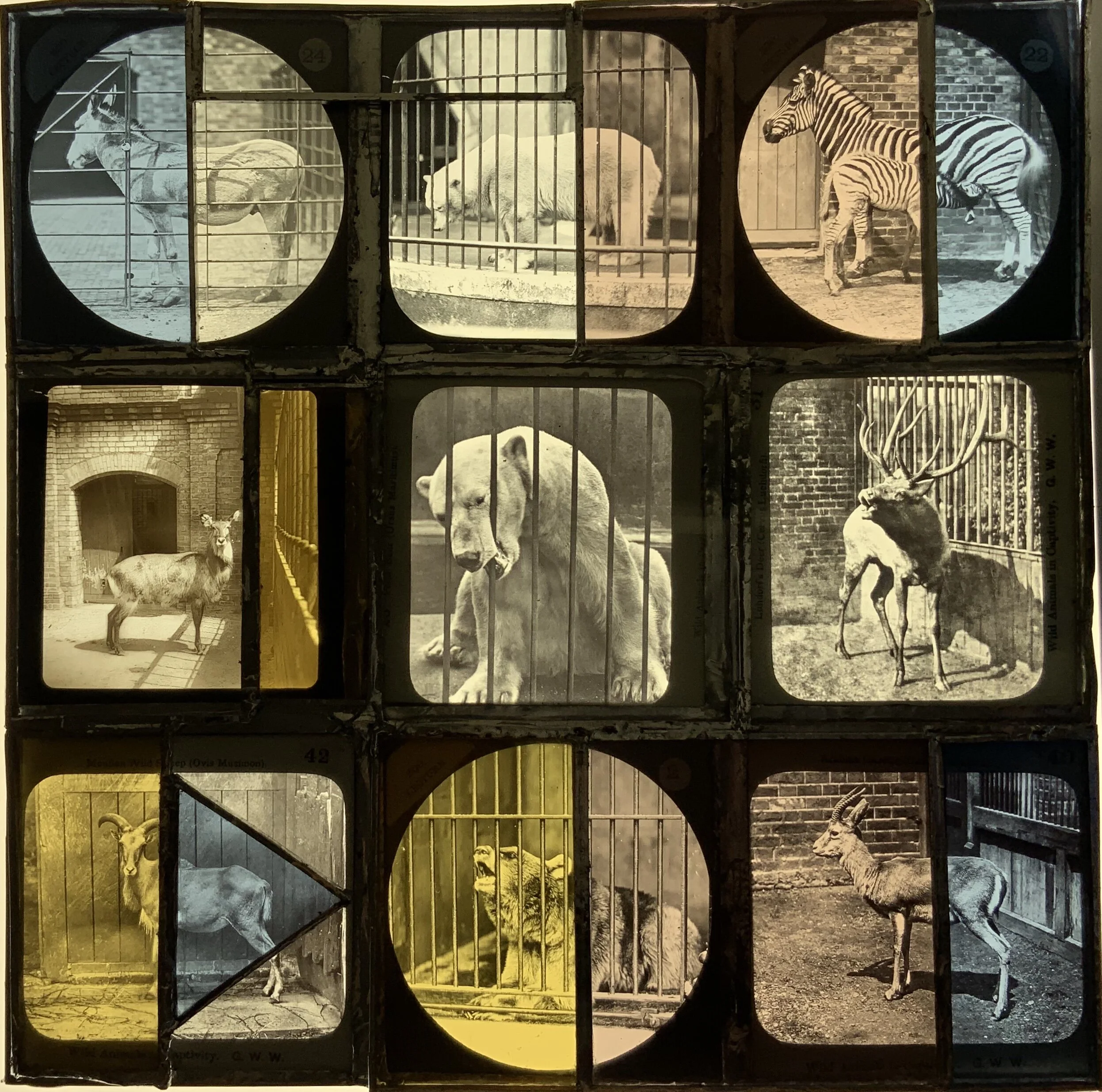 Zoological Garden: Polar Bear, 2020
Coloured glass, magic lantern slides, copper tape and solder  33 x 33cm 