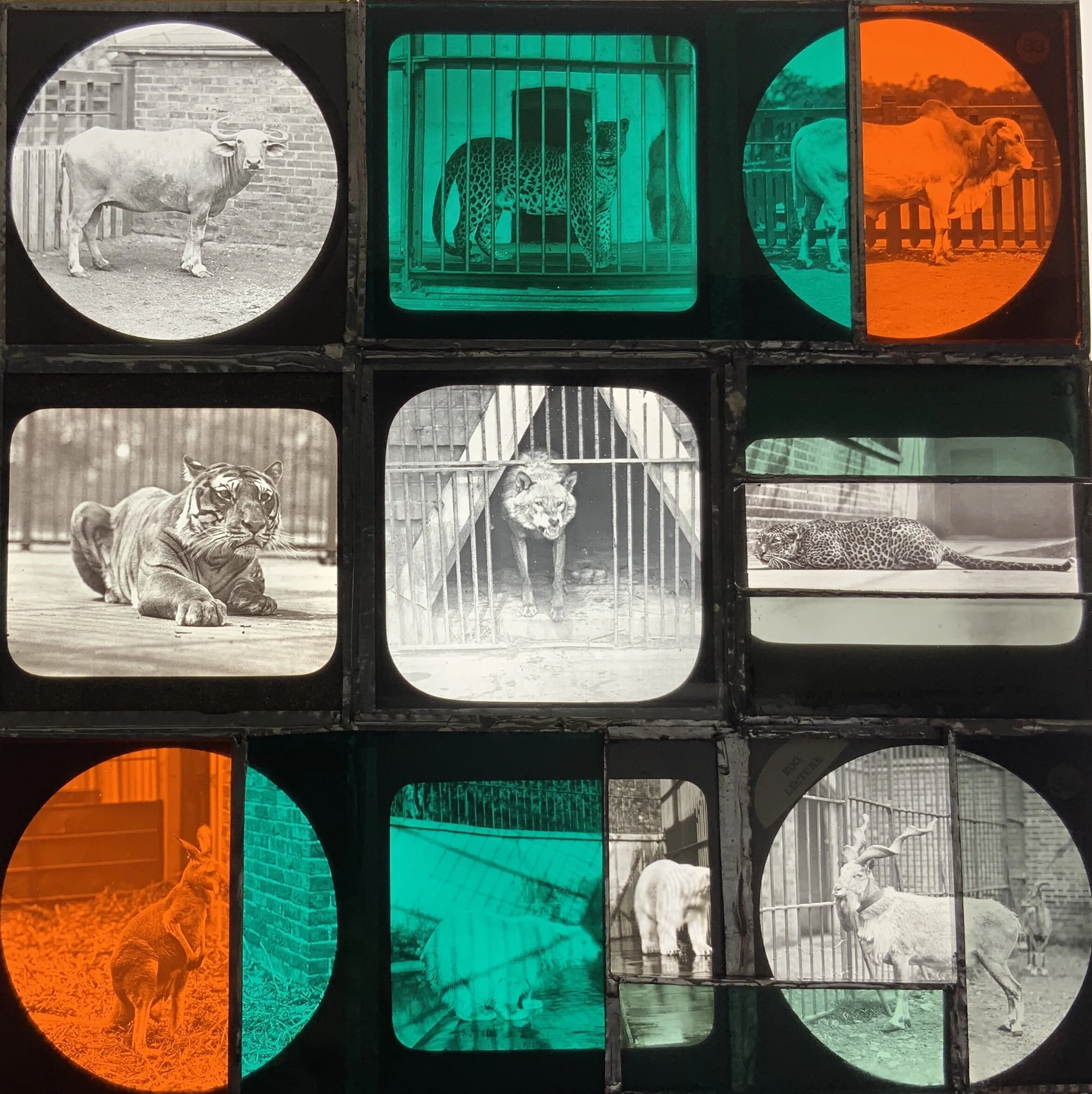 Zoological Garden: Wolf, 2020
Coloured glass, magic lantern slides, copper tape and solder  33 x 33cm 