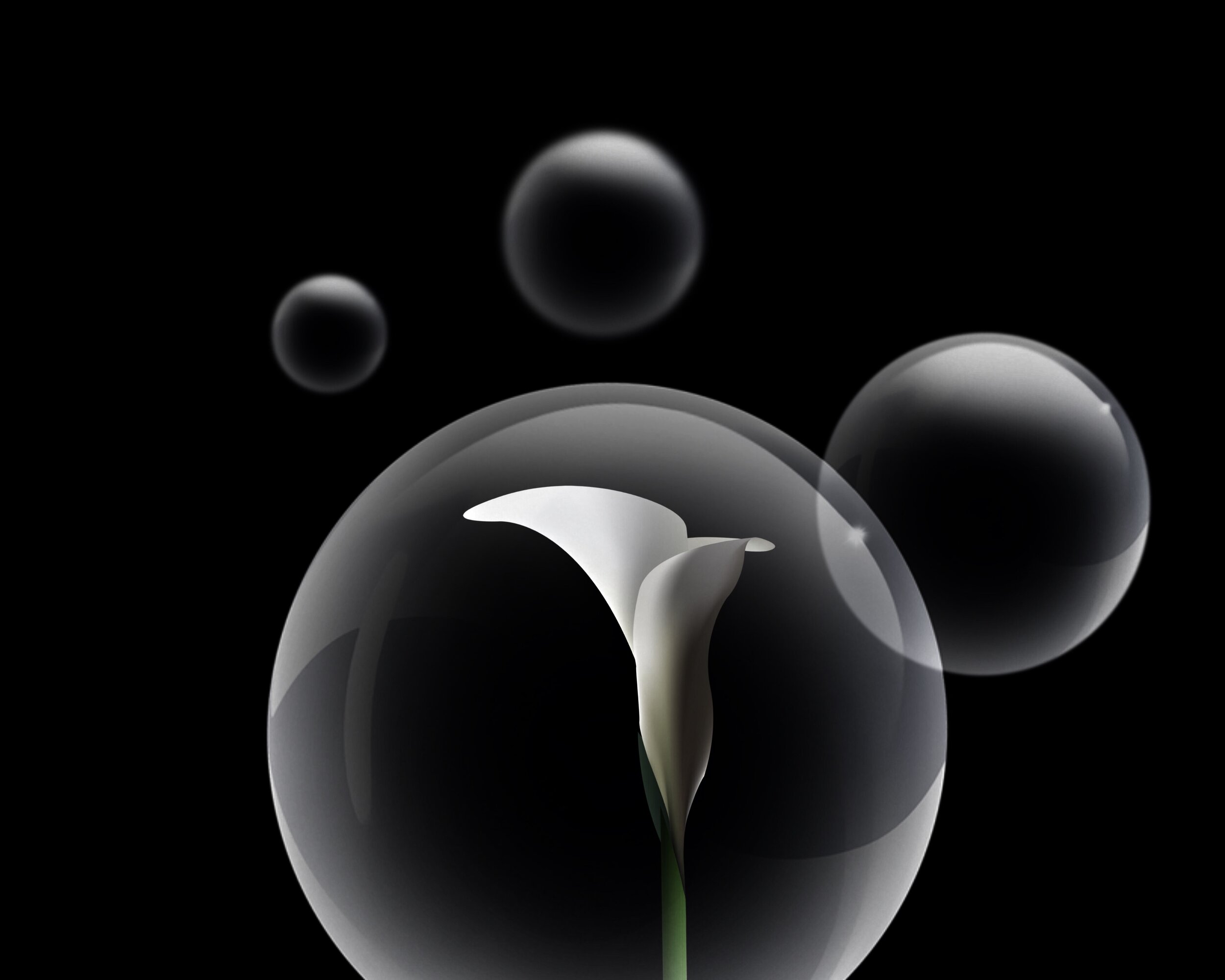 bubble - calla - Luftblase Calla Blüte