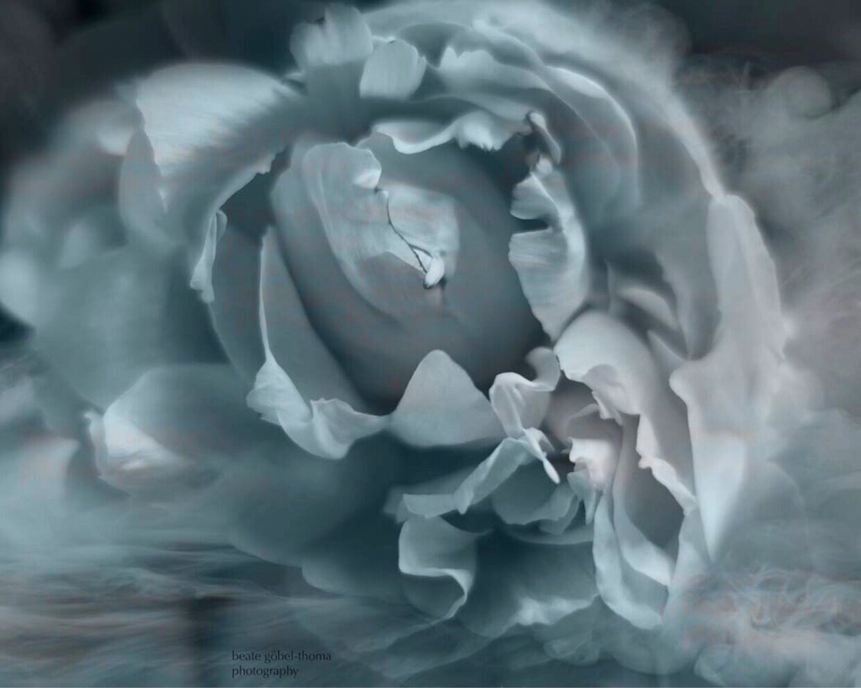 Poster - Kunstdruck - hellblau - Rose - abstrakt