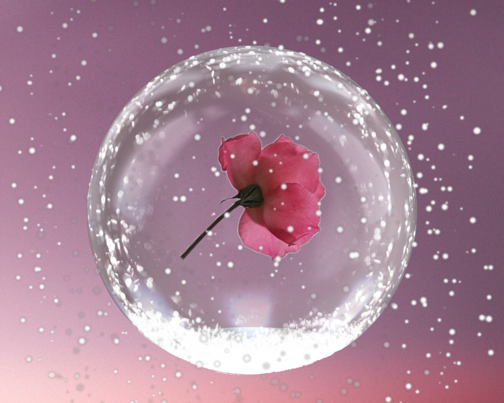 Poster - Kunstdruck - pink - rosa - Rosen - Schnee