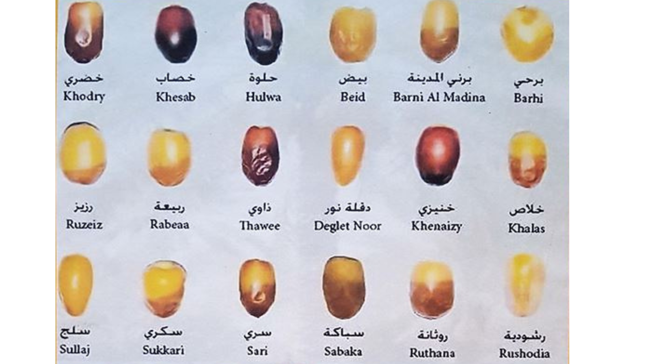 Dates Saudi Arabian Super Fruit Gulf Consultants StarCaT StarCaT