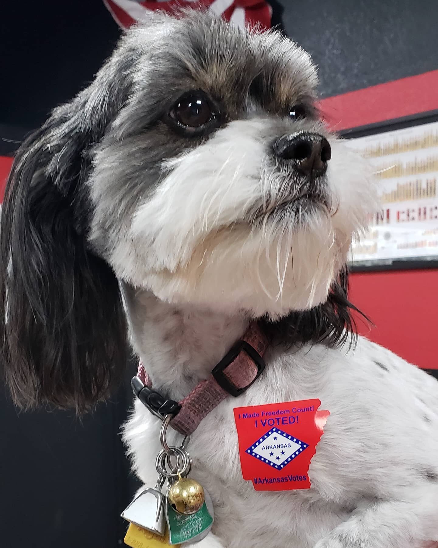 Jingles says DO YOUR DUTY! Go VOTE! 
Of course, if you come by @thepharmacyatbrookland today with your 'I voted' sticker on, she'll give ya some love! And it's all free! 😉🇺🇸🇺🇸🇺🇸