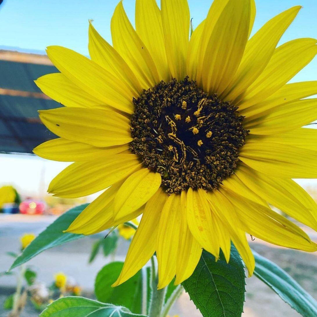 Happy National plant a flower day! 
I had to share a pic of one of my sunny&rsquo;s from last year. I just ordered a bulk of wildflowers and I cannot wait to get planting! What are planning to grow this year? #gardening #flowers #flowerstyles_gf #spr