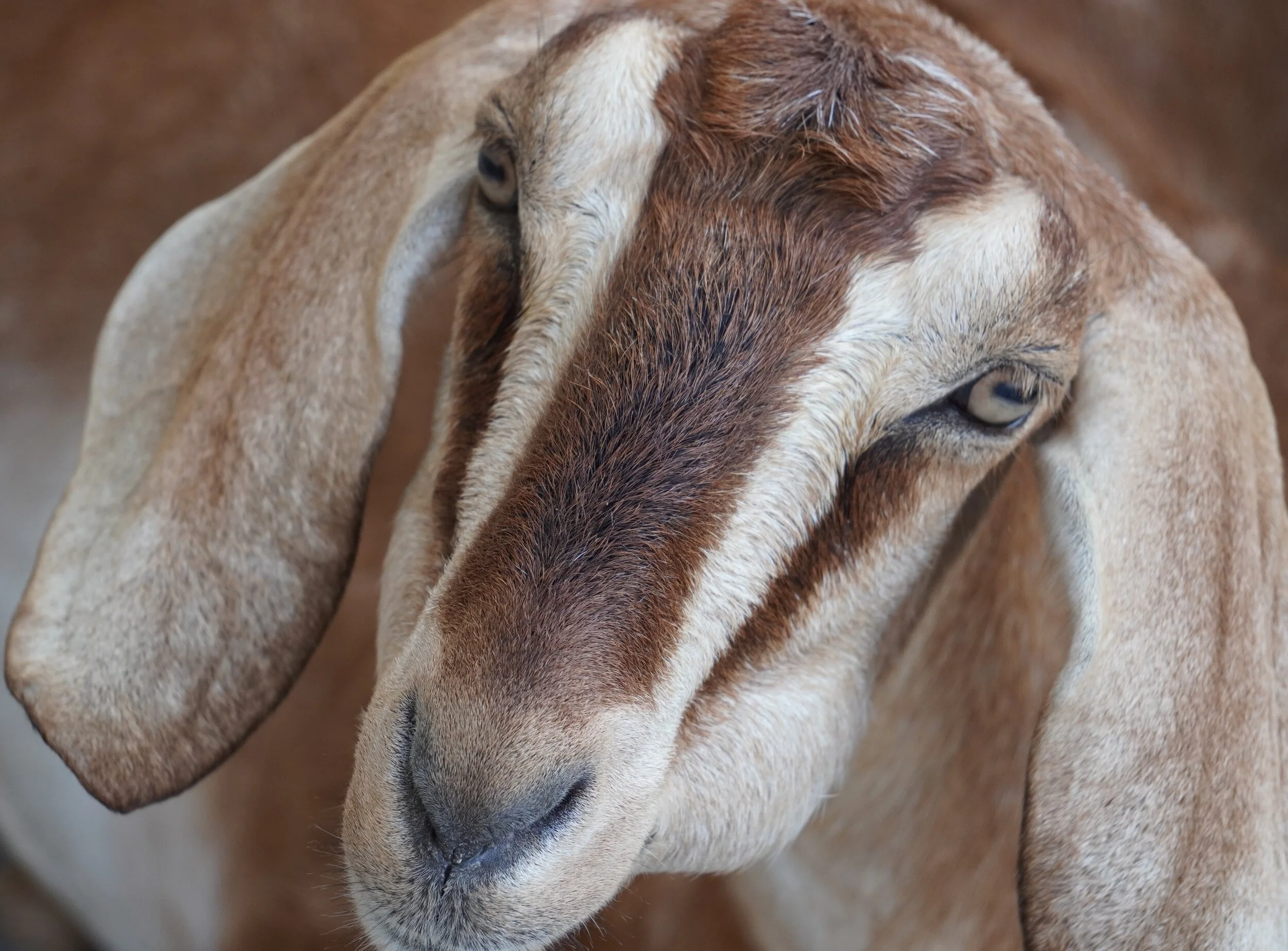 goat 1.JPG