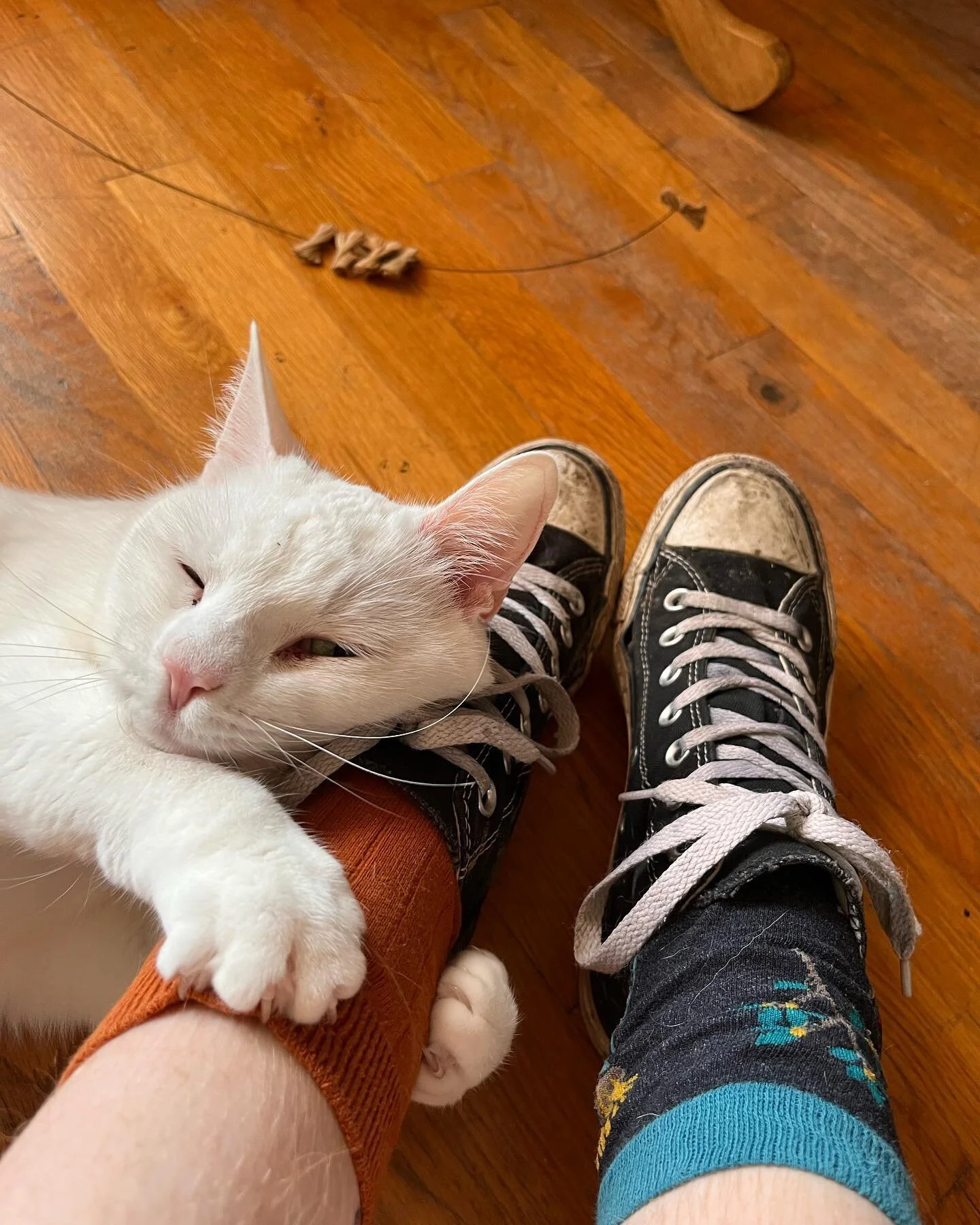 baby cat!!!!
