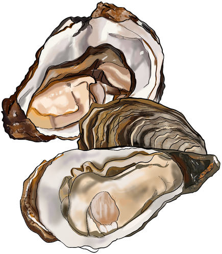 12_Oysters.png