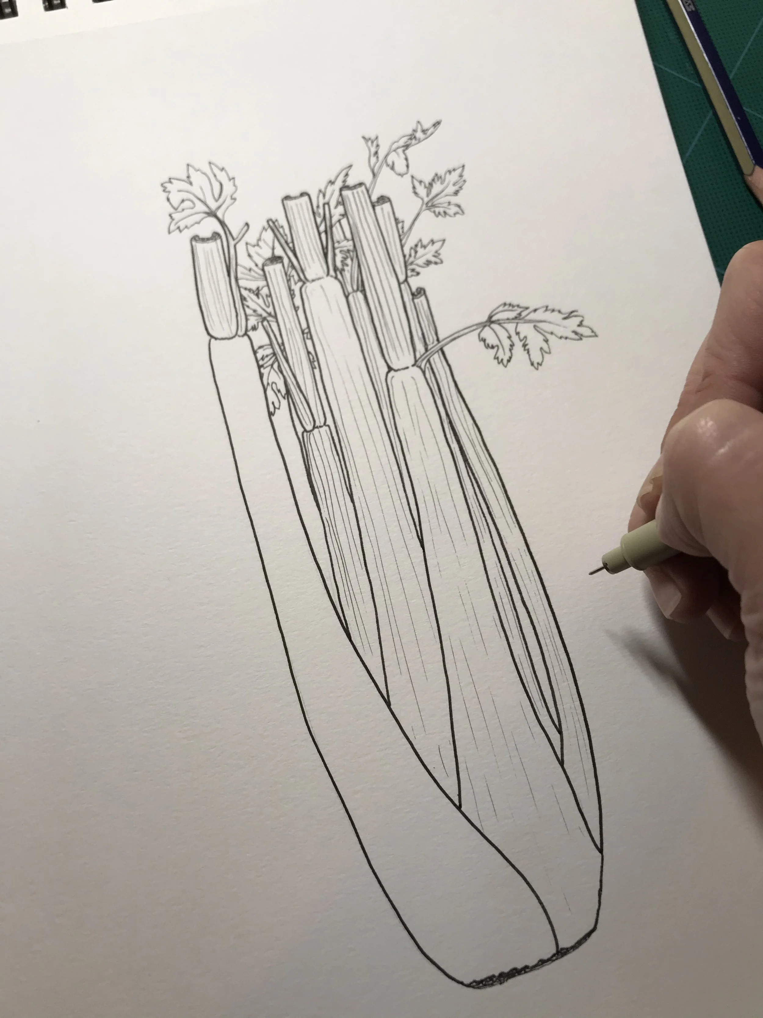 Celery.jpg