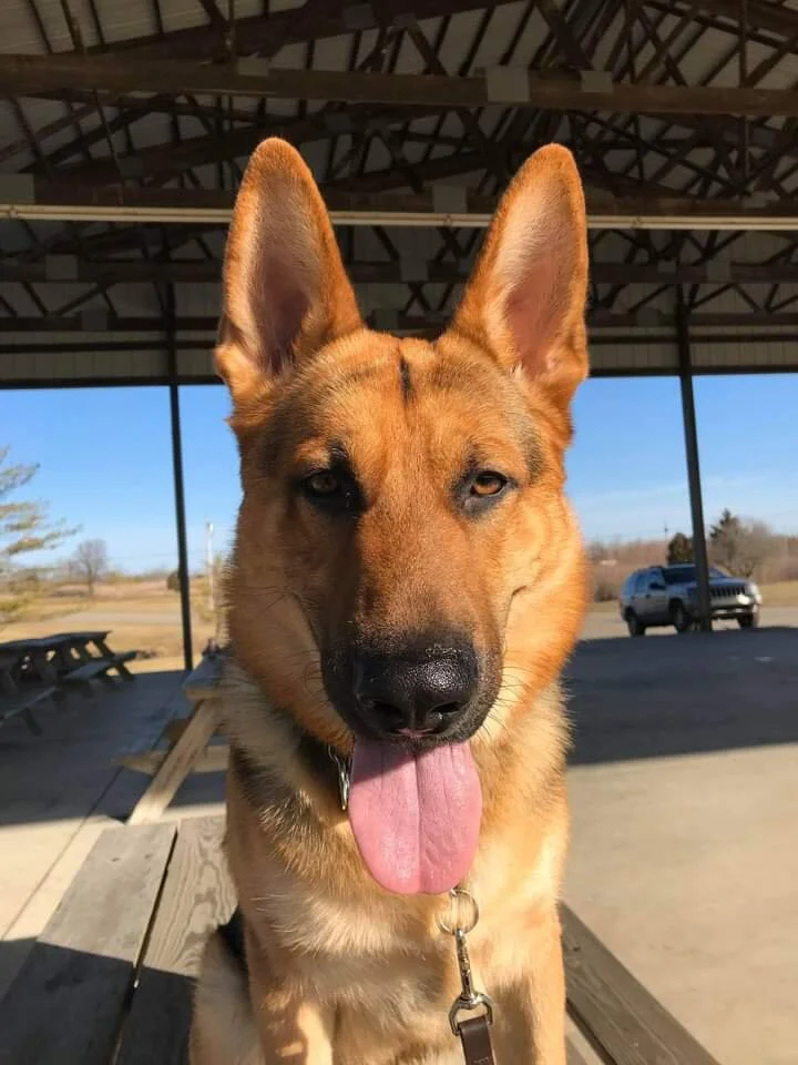 Walker's K9 Services