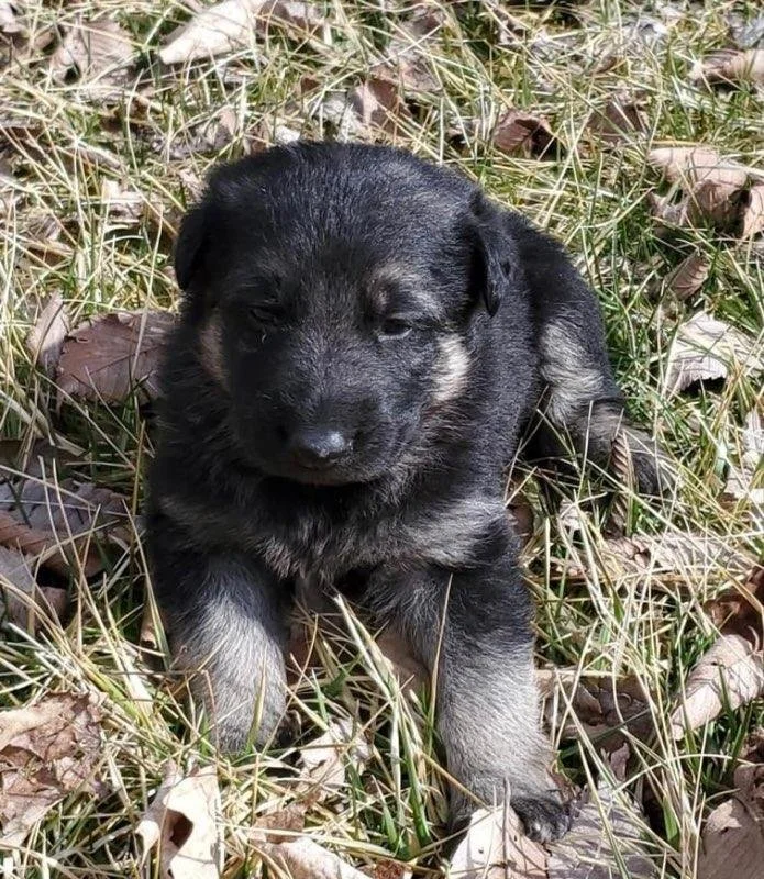 Watch Wes Grow — Walker's K9 Services