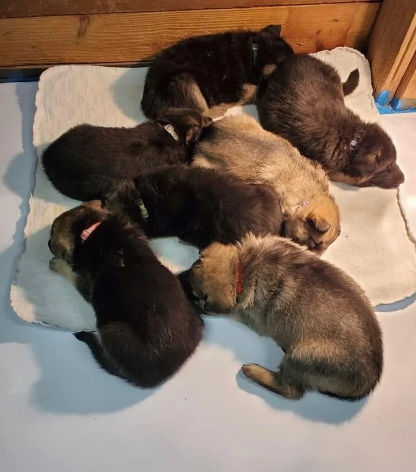 Watch Wes Grow — Walker's K9 Services