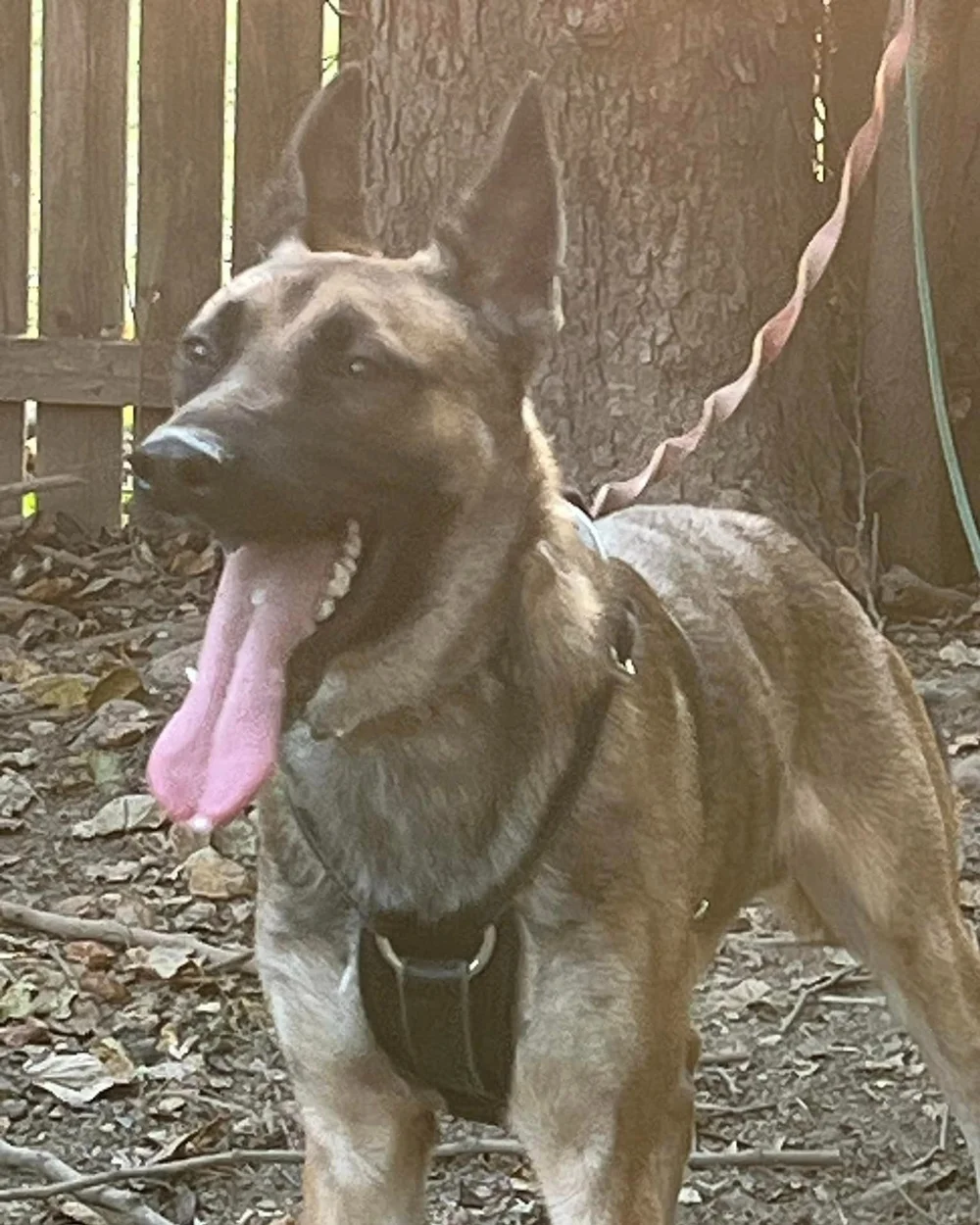 Vom Lande GSDs & Malinois — Walker's K9 Services