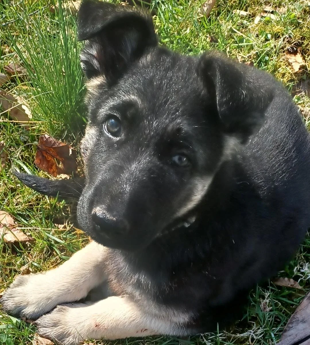 Watch Wes Grow — Walker's K9 Services