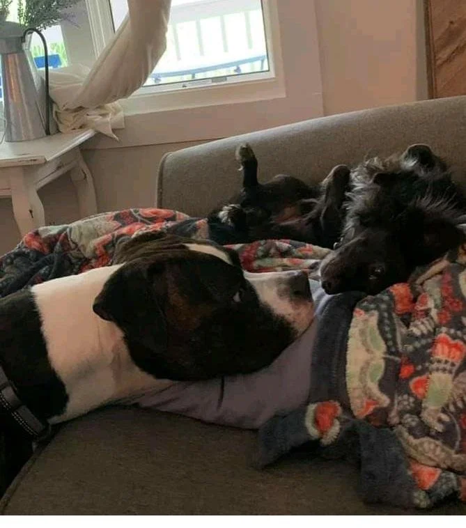 Gallery — Walker's K9 Services