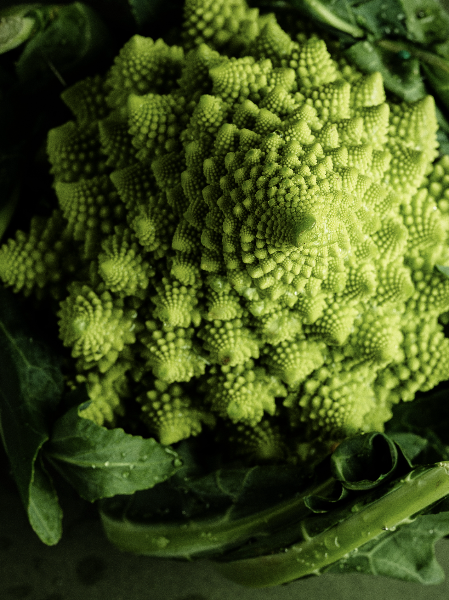 Vue rapprochée du centre d’un chou romanesco, éclairé en lumière douce, avec ses spirales vertes très détaillées.