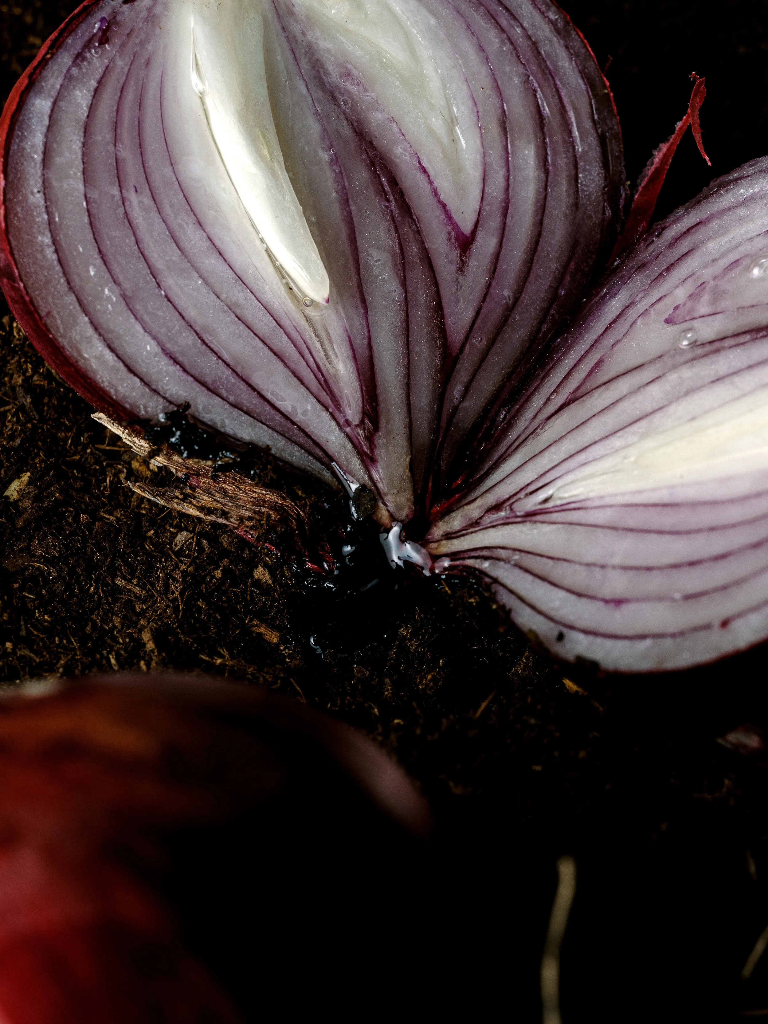 Gros plan d’un oignon rouge coupé en deux, posé sur un sol sombre et terreux, avec les couches violettes et blanches éclairées par une lumière dramatique.