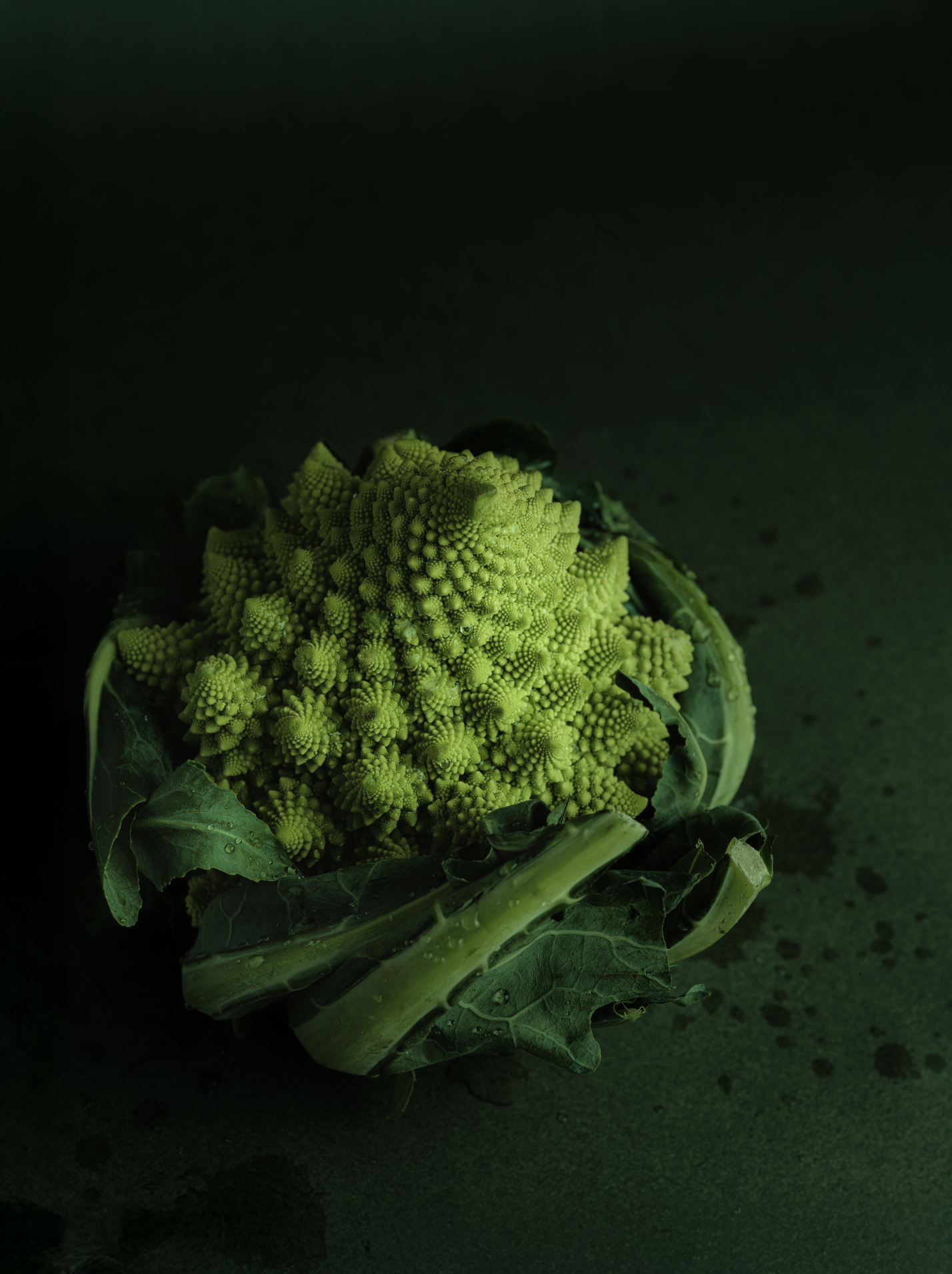 Chou romanesco entier posé sur un fond sombre, entouré de ses feuilles, éclairé en clair-obscur.