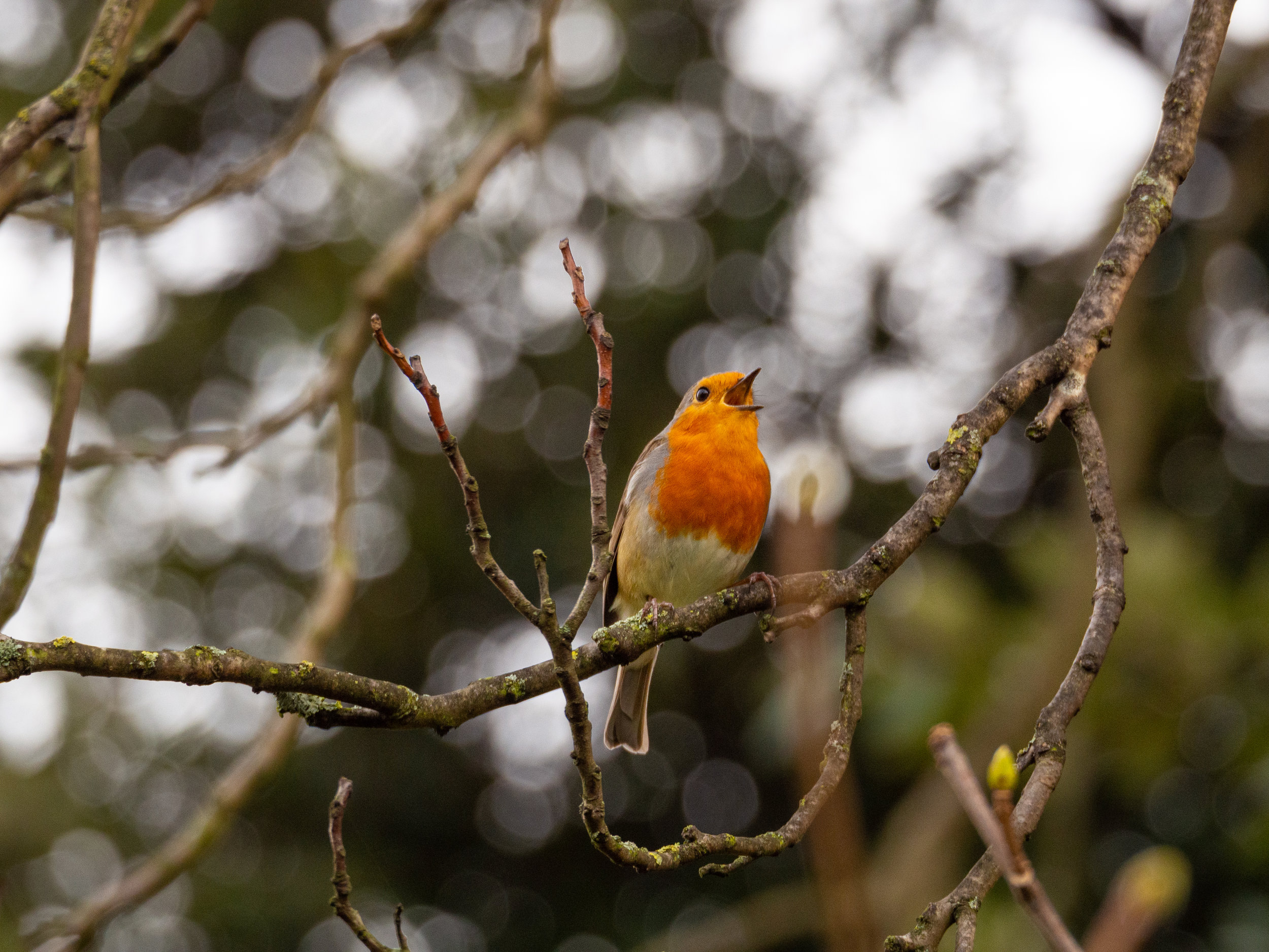 I Know Why the Caged Bird Sings