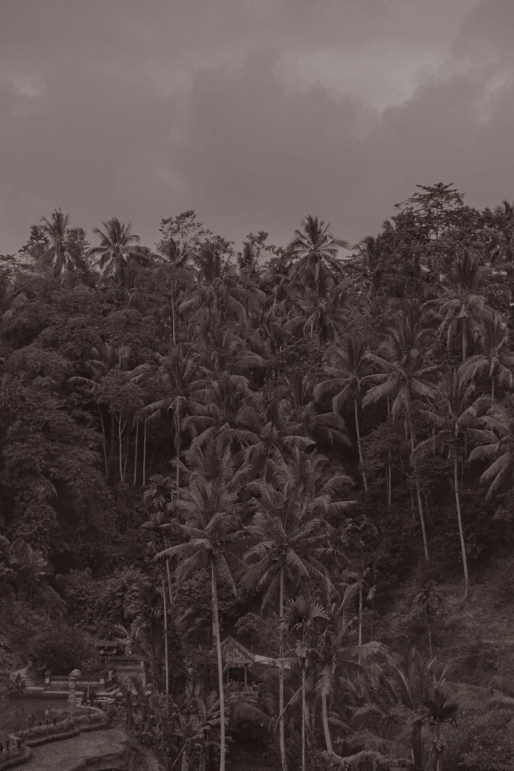many palms.jpg