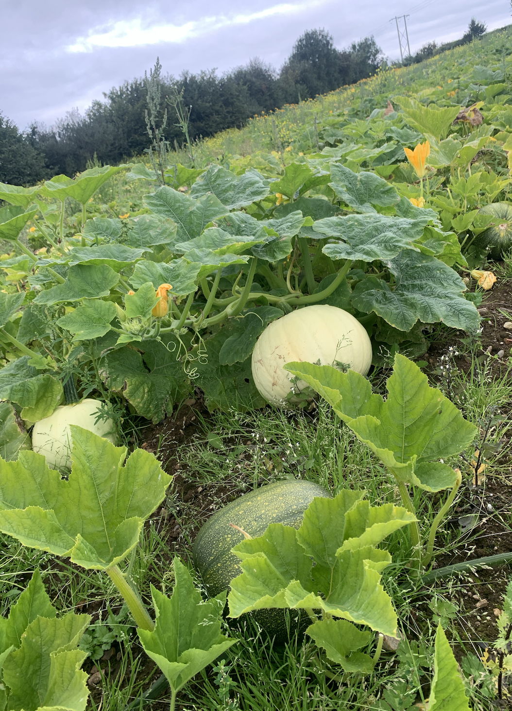 A pumpkin patch with three pumpkins growing among green leaves and plants in a field, with trees and a cloudy sky in the background.