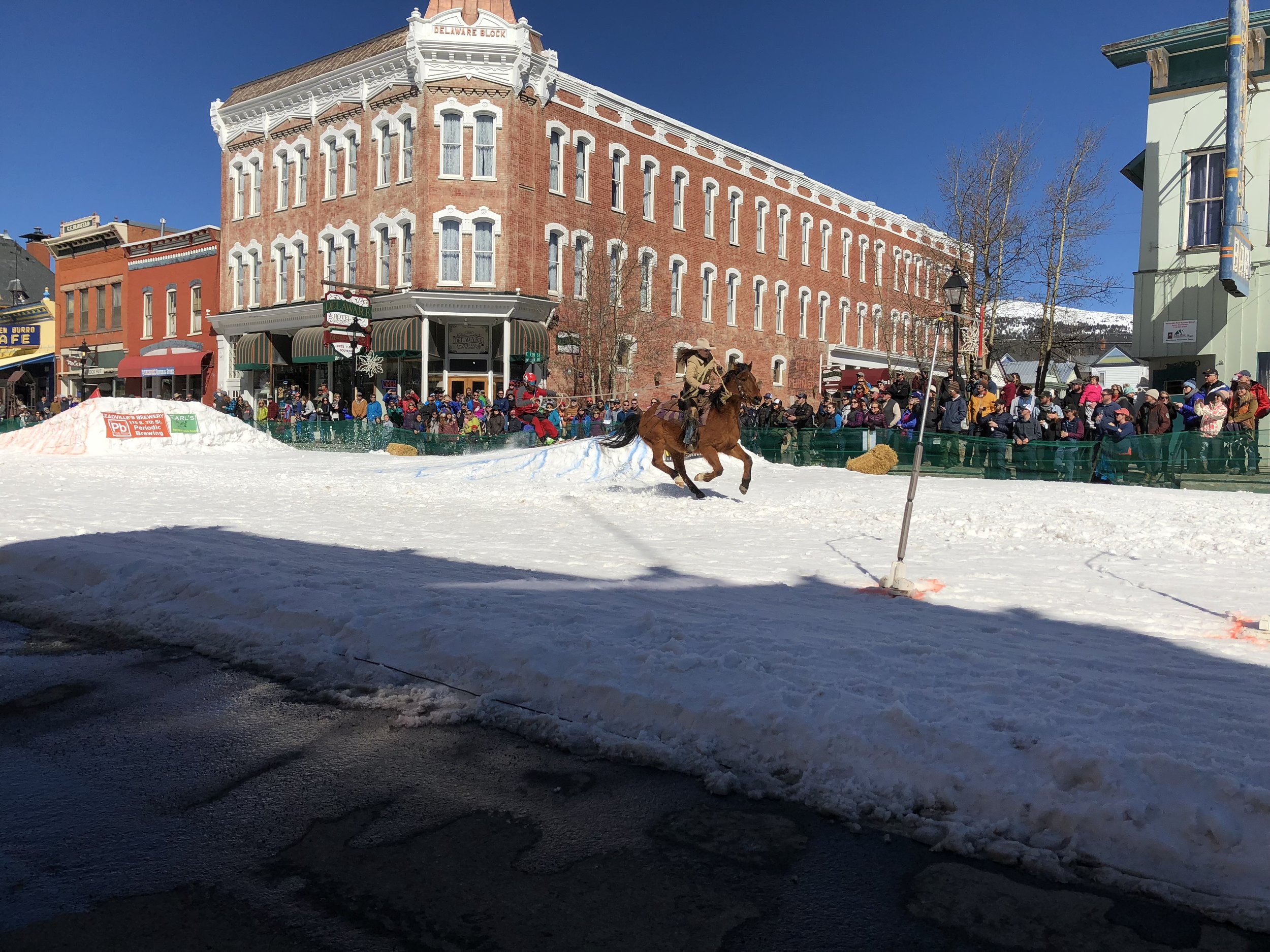 Skijoring 5.jpeg