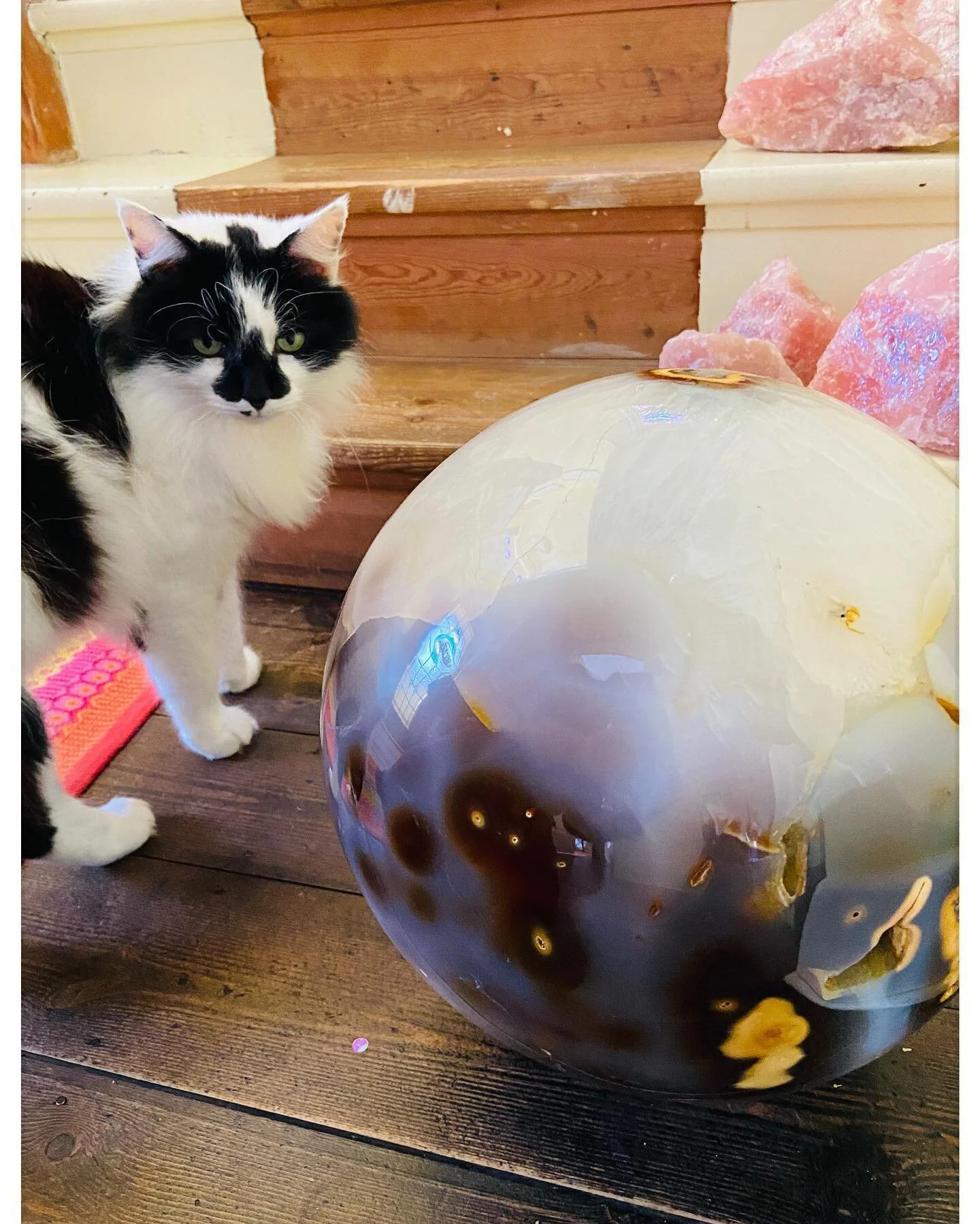 This piece is just amazing I fell in love the minute I saw her&hellip;. Truly beautiful &amp; Moo Moo can&rsquo;t believe his eyes 👀 🐈&zwj;⬛. I can&rsquo;t wait it get her in the new shop opening on the 30th of April in #moordown not long now!! But