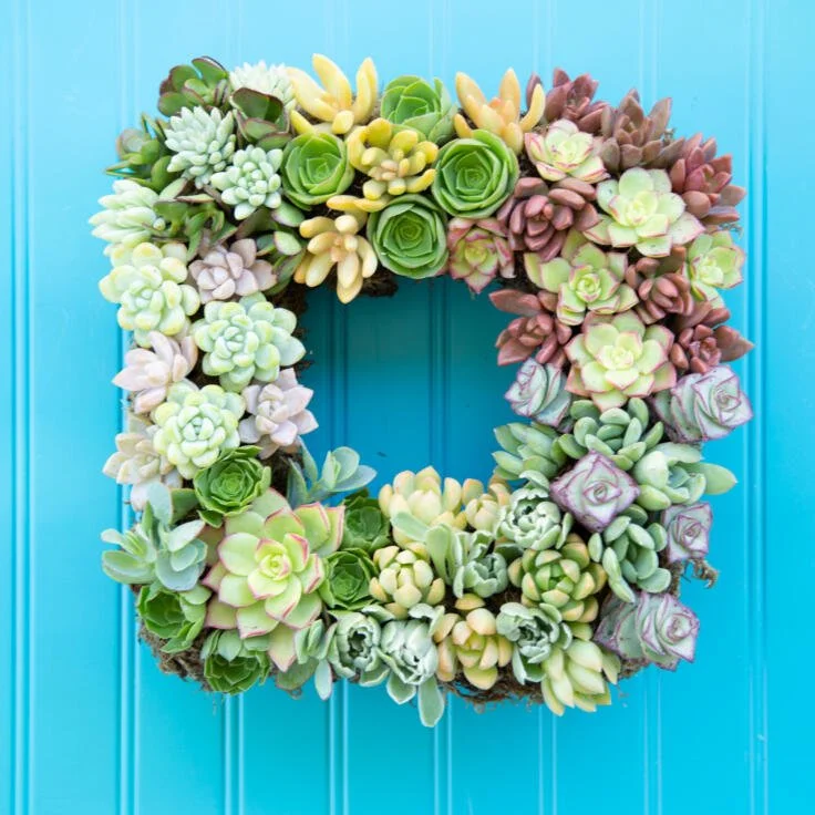 succulent plants growing out of a square wreath