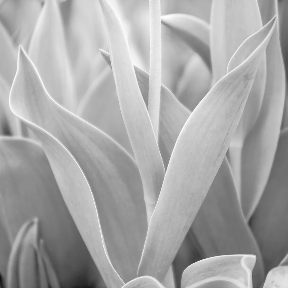 Fine Art from Dow Gardens