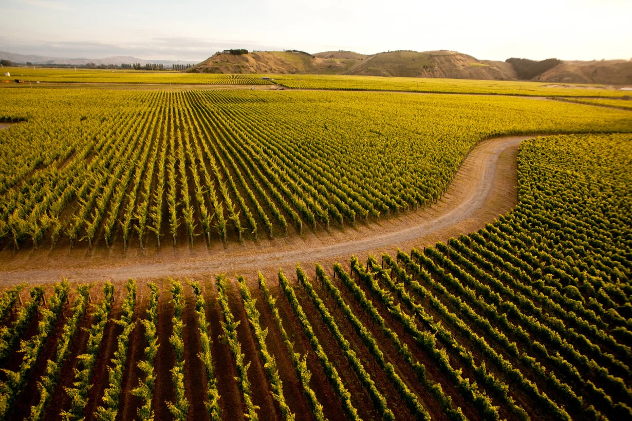 Take the opportunity to explore the best of Hawkes Bay's vineyards and wineries