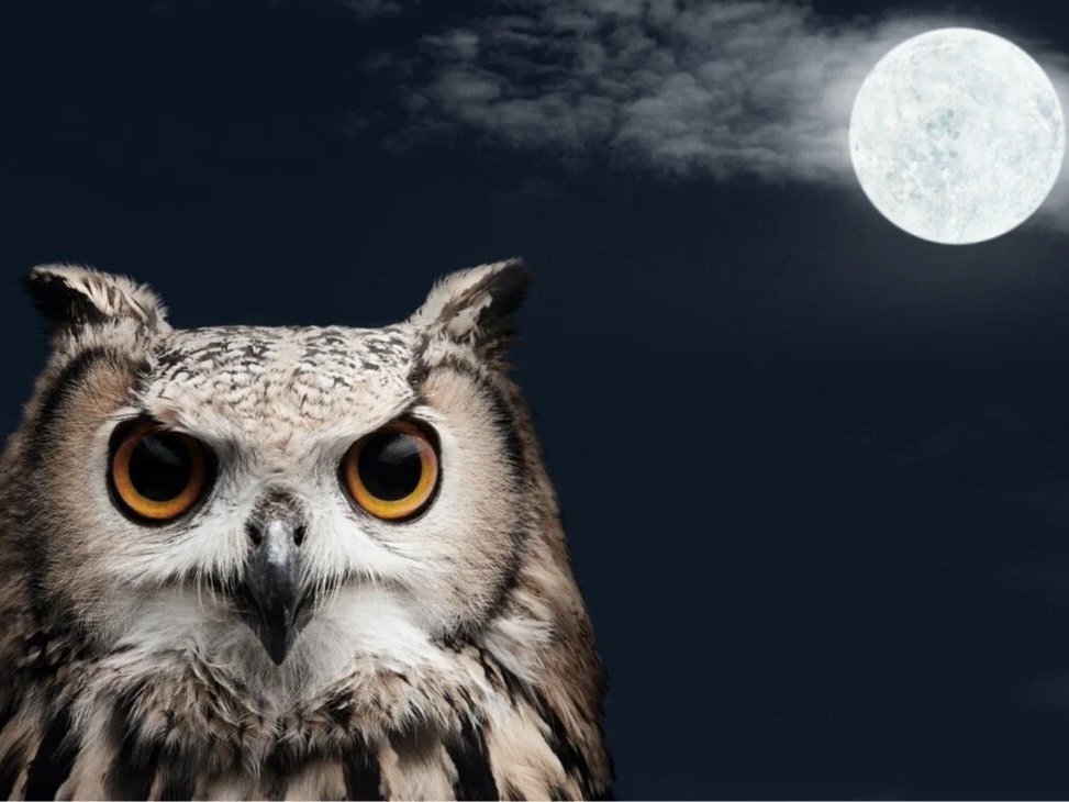 Circadian Dysrhythmia