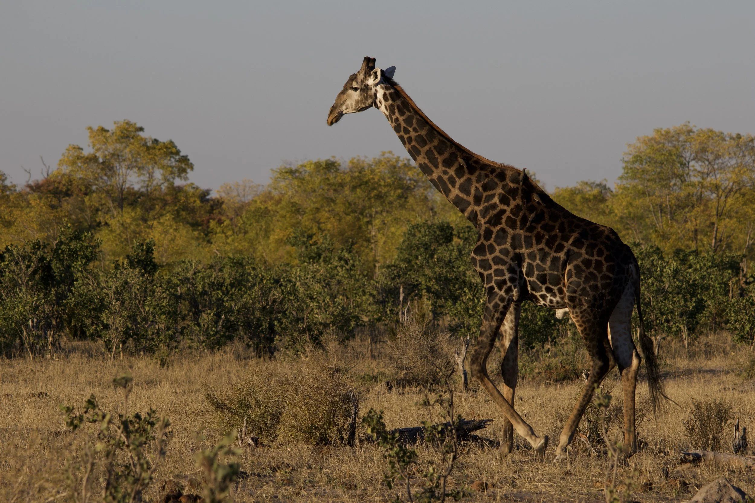 What Africa Taught Loretta Kryshak About Humanity, Travel, and Seeing the World Differently
