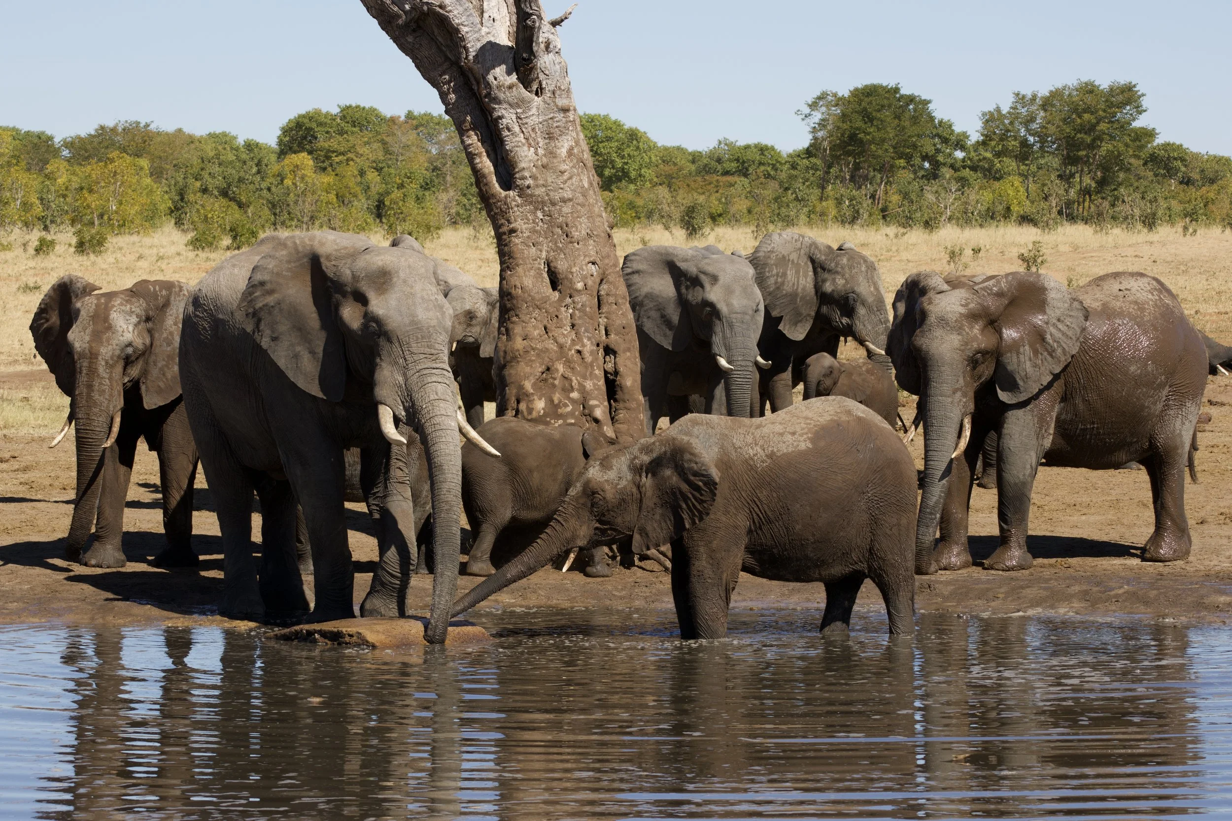 Loretta Kryshak Wildlife Photography.jpg