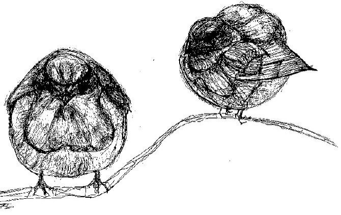 Round Robin / Ink on paper/ 8 x 10 inches / 2013/
@ytaelena create this birds years ago. One of the pieces that inspired our collaboration. She’s the one who creates the lines in @eelos_art work