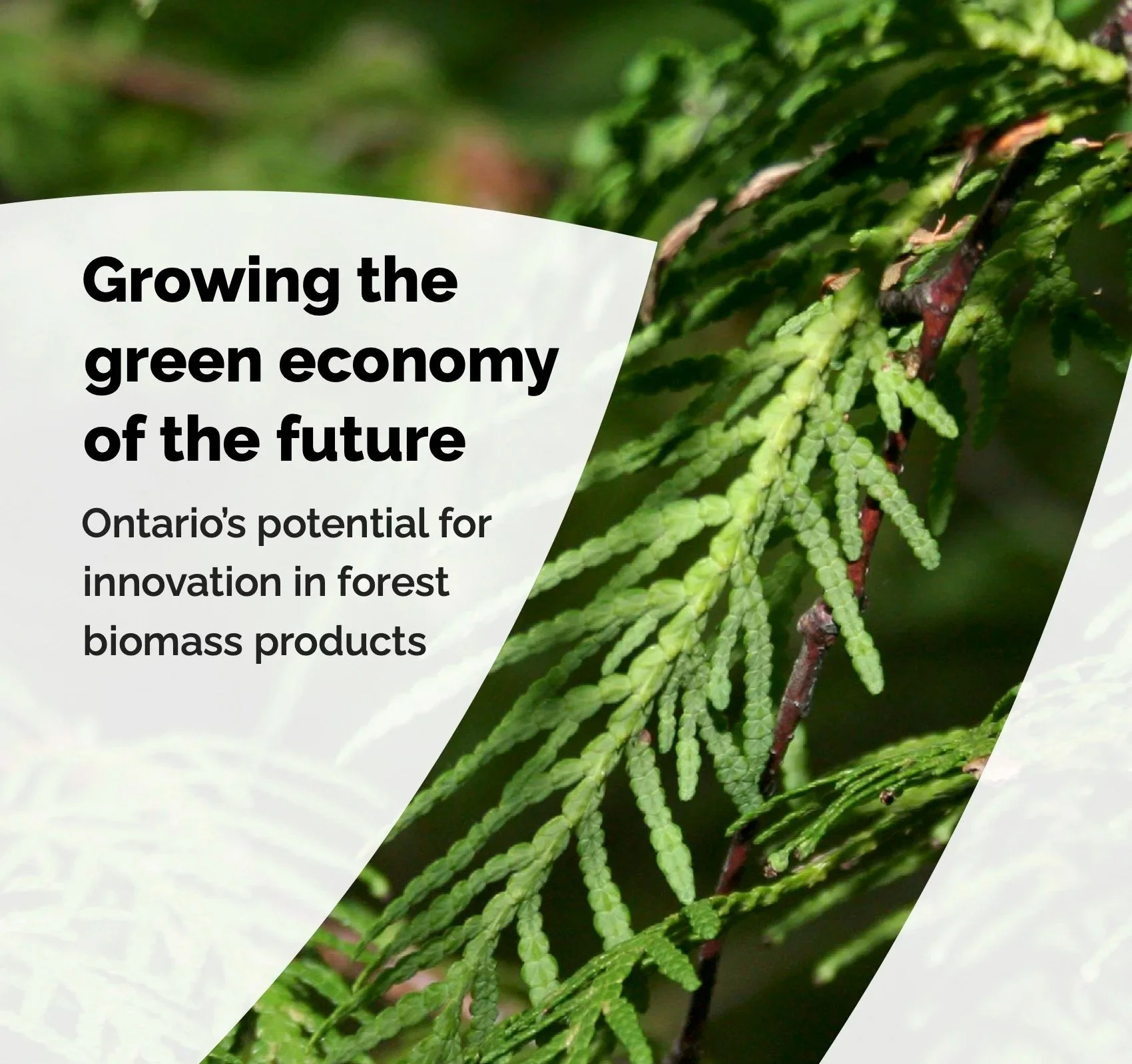 Growing the green economy of the future