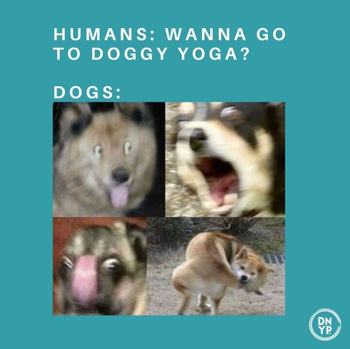 Doggy Yoga...yeah, it's that awesome.

Check out our upcoming classes! Visit the link on our bio for dates and locations.

#dog #dogs #puppy #puppies #doggyyoga #yoga #events #NJ #FL #CO #NY #MD #DE #PA