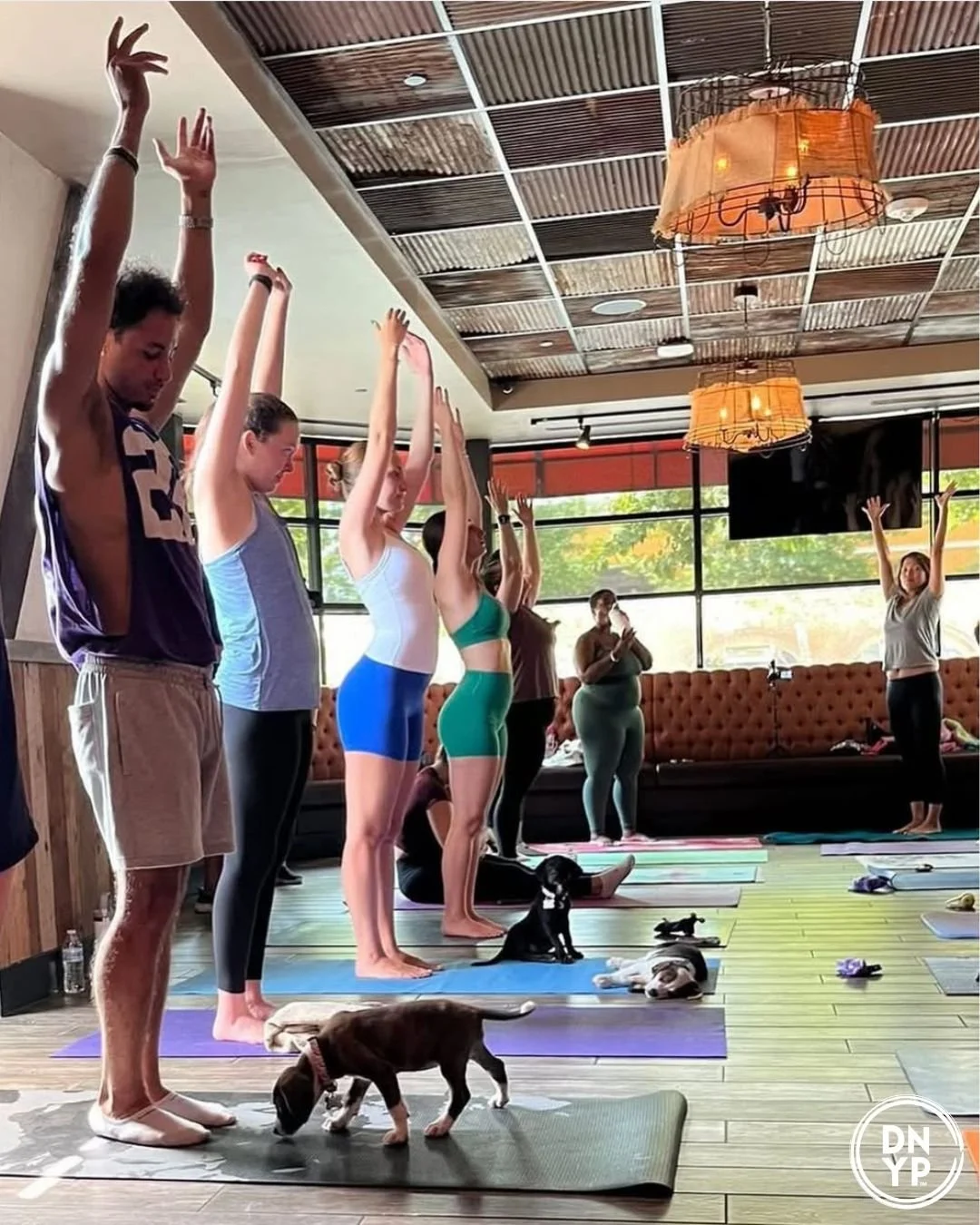 Yoga with rescue puppies