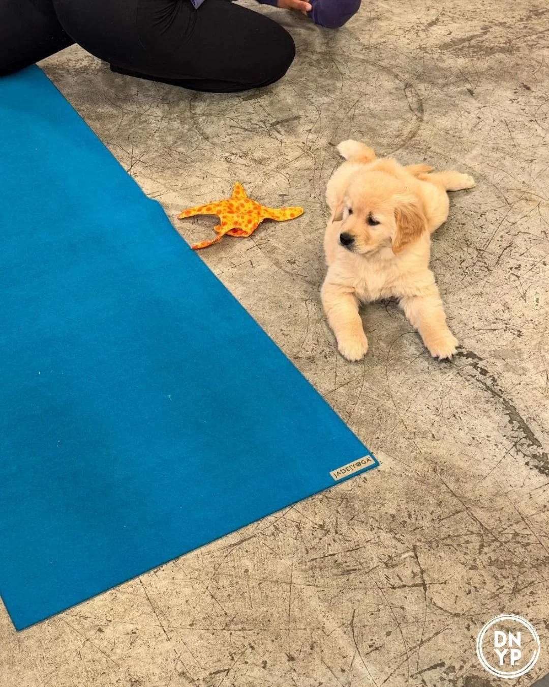 Sculpt Fitness to benefit OSCAR Animal Rescue