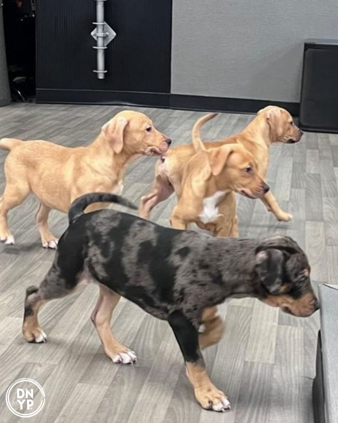 Angry Erik Brewing to benefit JKRC Animal Rescue