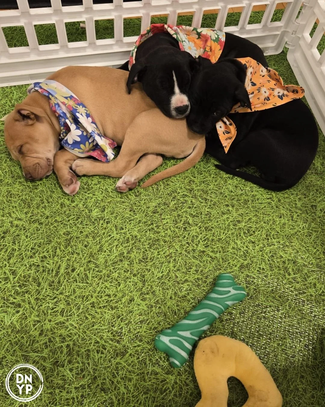 The Burn to benefit OSCAR Animal Rescue