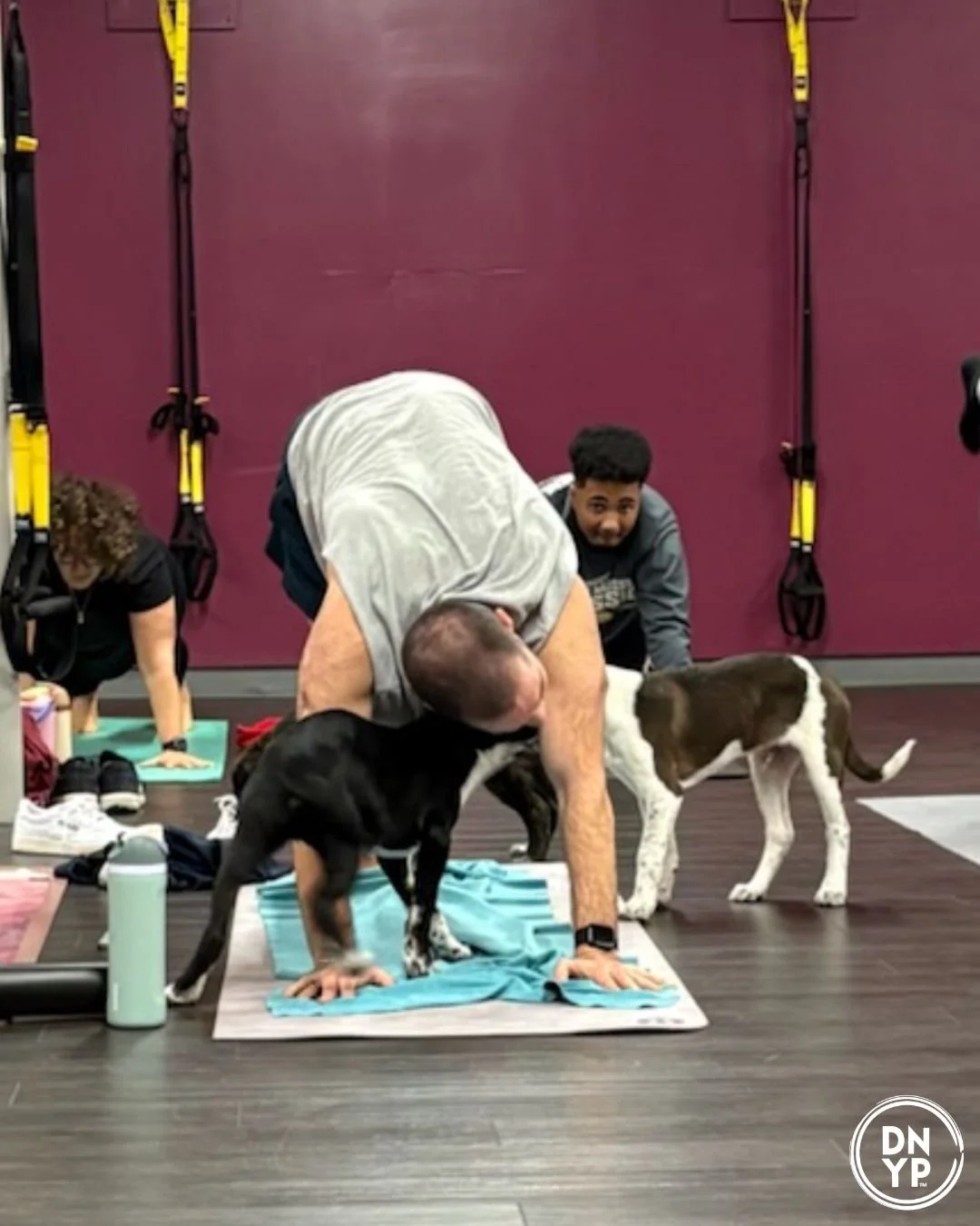 Three Danes Wellness to benefit Cold Nose Warm Heart