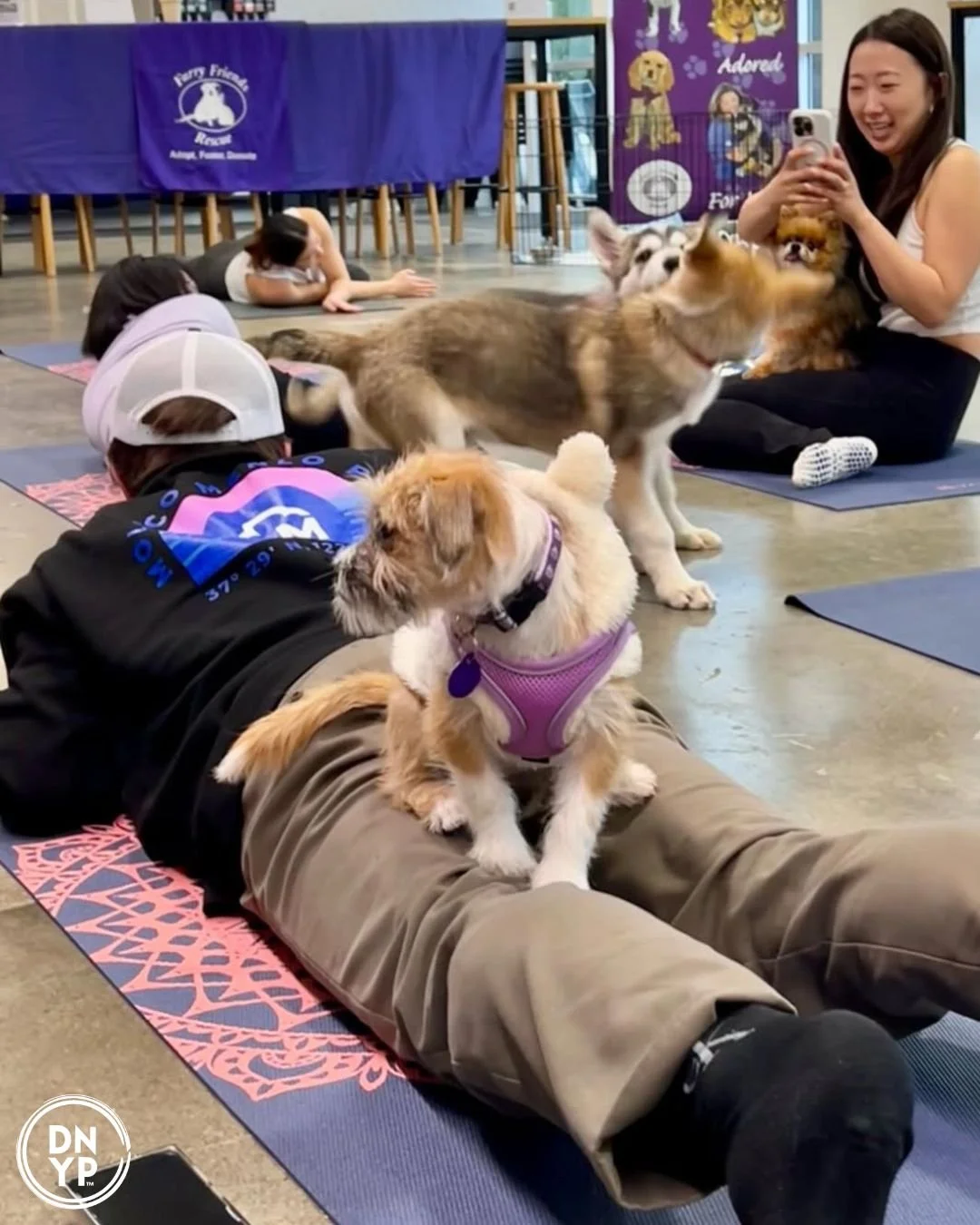 Funatics Fitness&nbsp;to benefit Beacon Animal Rescue