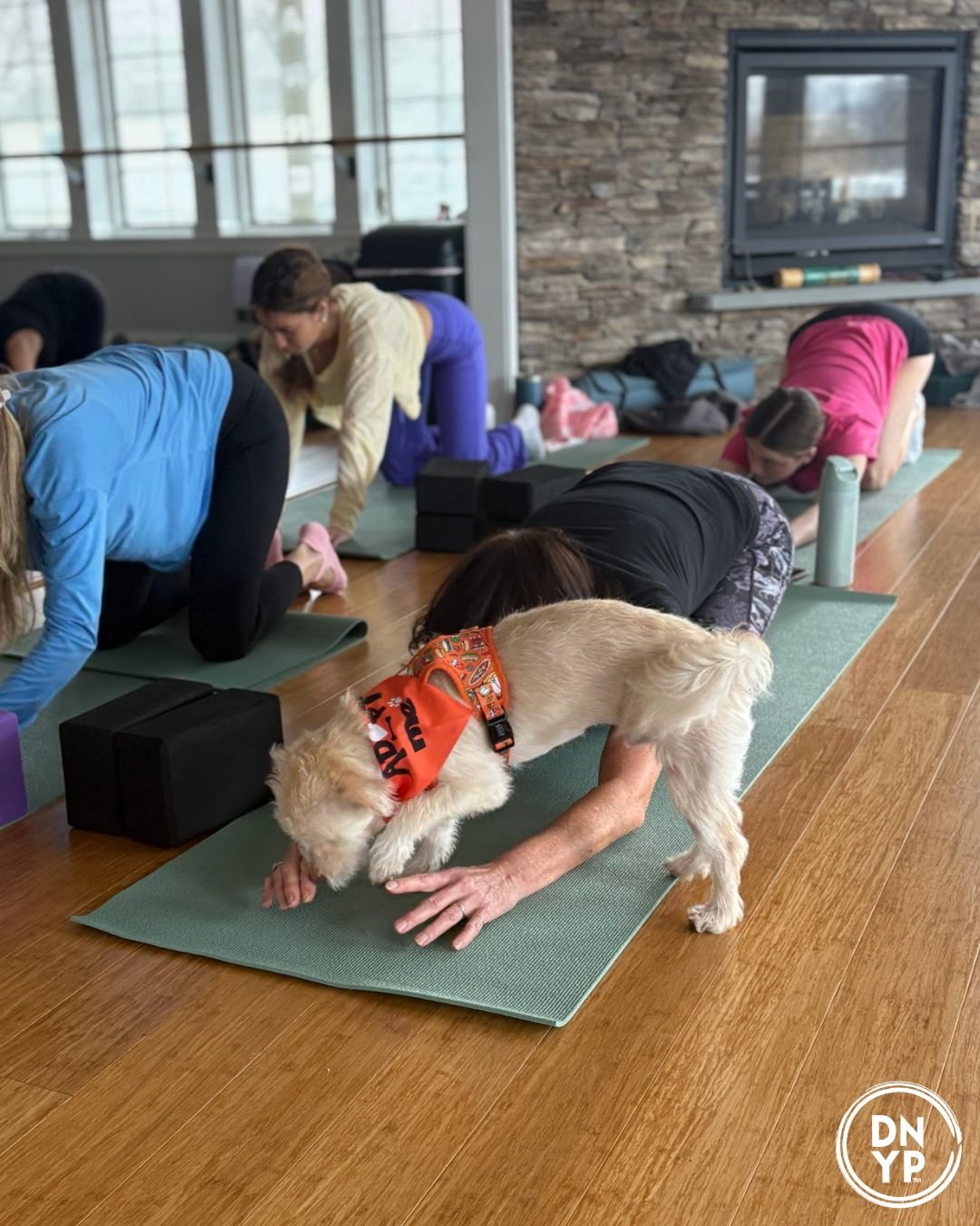 Canines on Campus: Stevens Institute of Technology