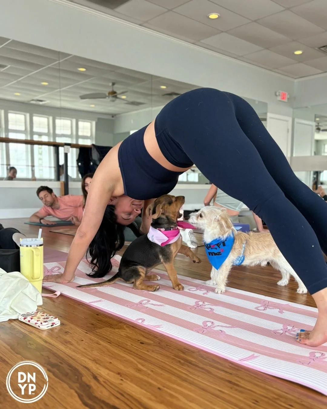 Fitness Factory to benefitCastle of Dreams Animal Rescue (CODAR)
